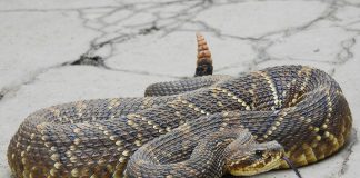 Trăsăturile șarpelui cu clopoței tropical (Crotalus durissus)