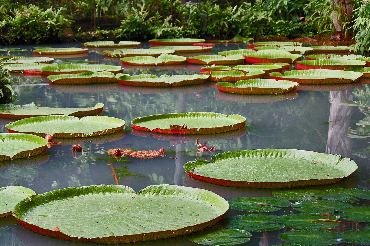 Victoria Regia