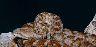 Vipera nord-africană cu solzi fierăstrău (Echis pyramidum)