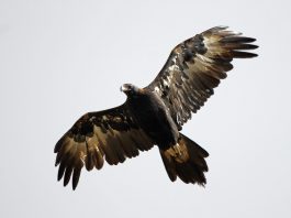 Vulturul cu coadă-pană (Aquila audax), cea mai mare pasăre de pradă din Australia