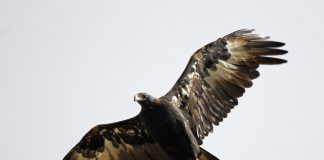 Vulturul cu coadă-pană (Aquila audax), cea mai mare pasăre de pradă din Australia
