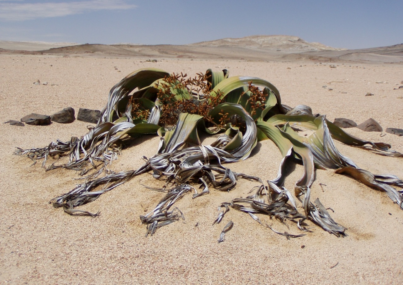 Welwitschia Mirabilis