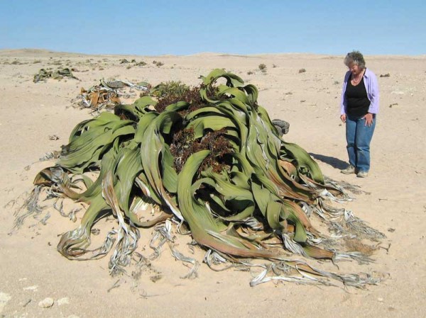 Welwitschia Mirabilis, Foto: andycowley.com