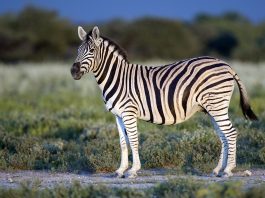 Zebra lui Burchell (Equus burchelli), vezi toate caracteristicile