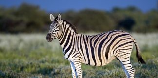 Zebra lui Burchell (Equus burchelli), vezi toate caracteristicile