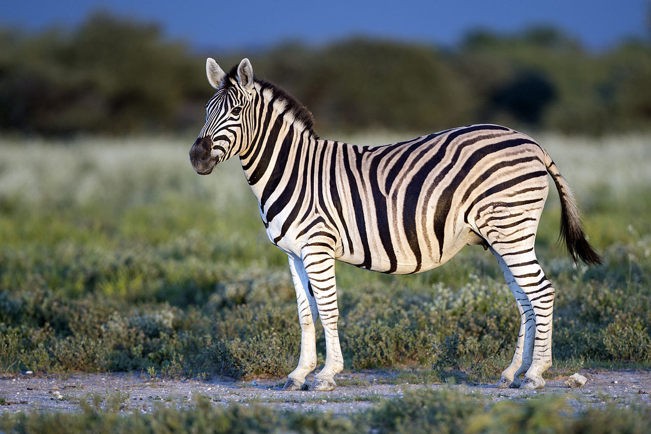 Zebra lui Burchell (Equus burchelli), vezi toate caracteristicile