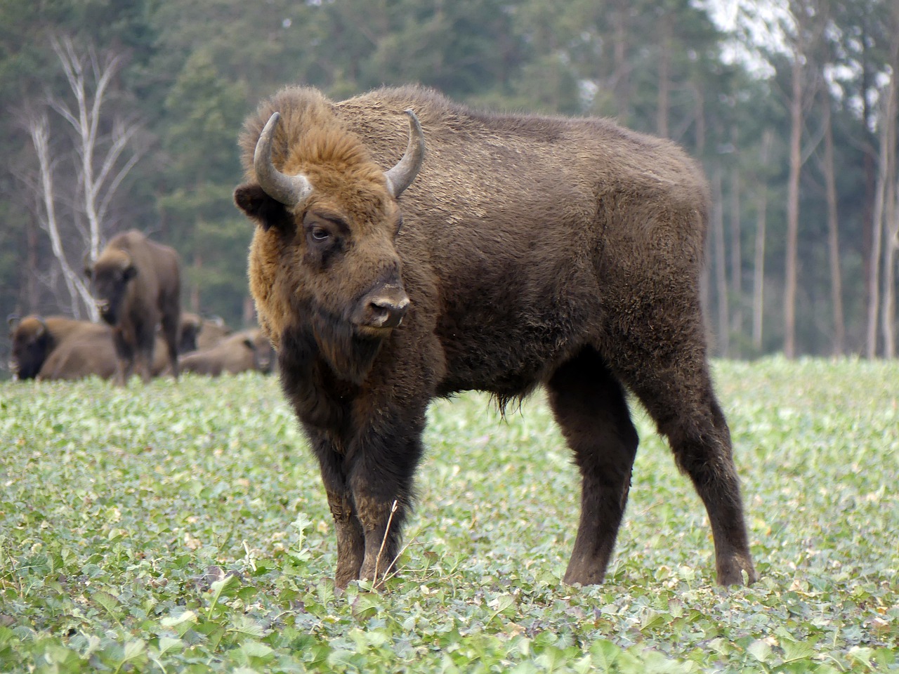 Zimbrul (Bison bonasus), un exemplar ce trăiește acum doar în captivitate