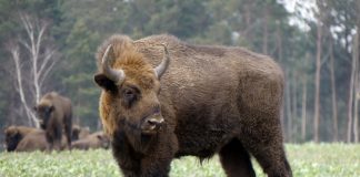 Zimbrul (Bison bonasus), un exemplar ce trăiește acum doar în captivitate