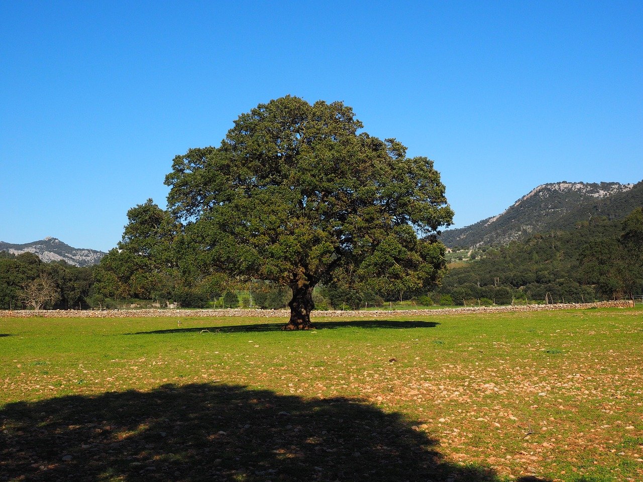 arborele de camfor