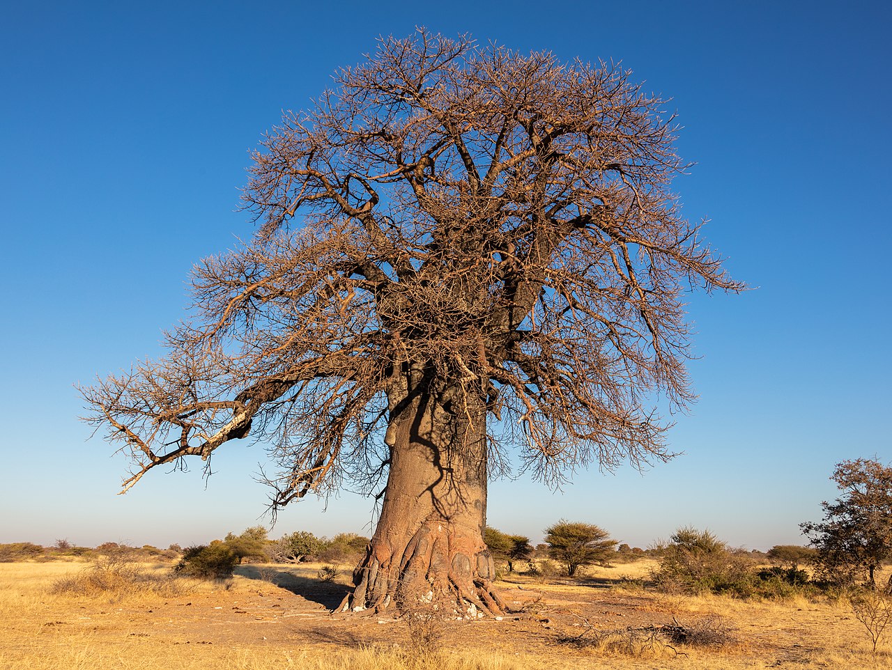 baobab