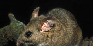 Șobolanul-negustor Neotoma cinerea, vezi unde trăiește această rozătoare