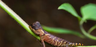 Șoparla de munte cu corn (Acanthosaura crucigera), cea mai mică specie de acest gen
