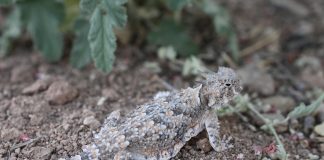 Șopârla de deșert cu coarne (Phrynosoma platyrhinos) se hrănește cu furnici