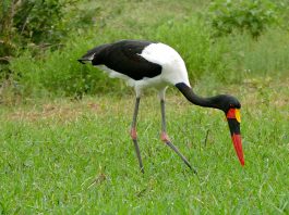 Barza Jabirul african (Ephippiorhynchus senegalensis), vezi una dintre cele mai frumoase berze