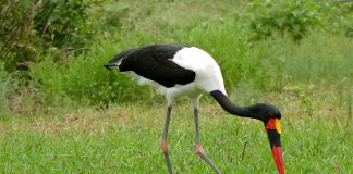 Barza Jabirul african (Ephippiorhynchus senegalensis), vezi una dintre cele mai frumoase berze