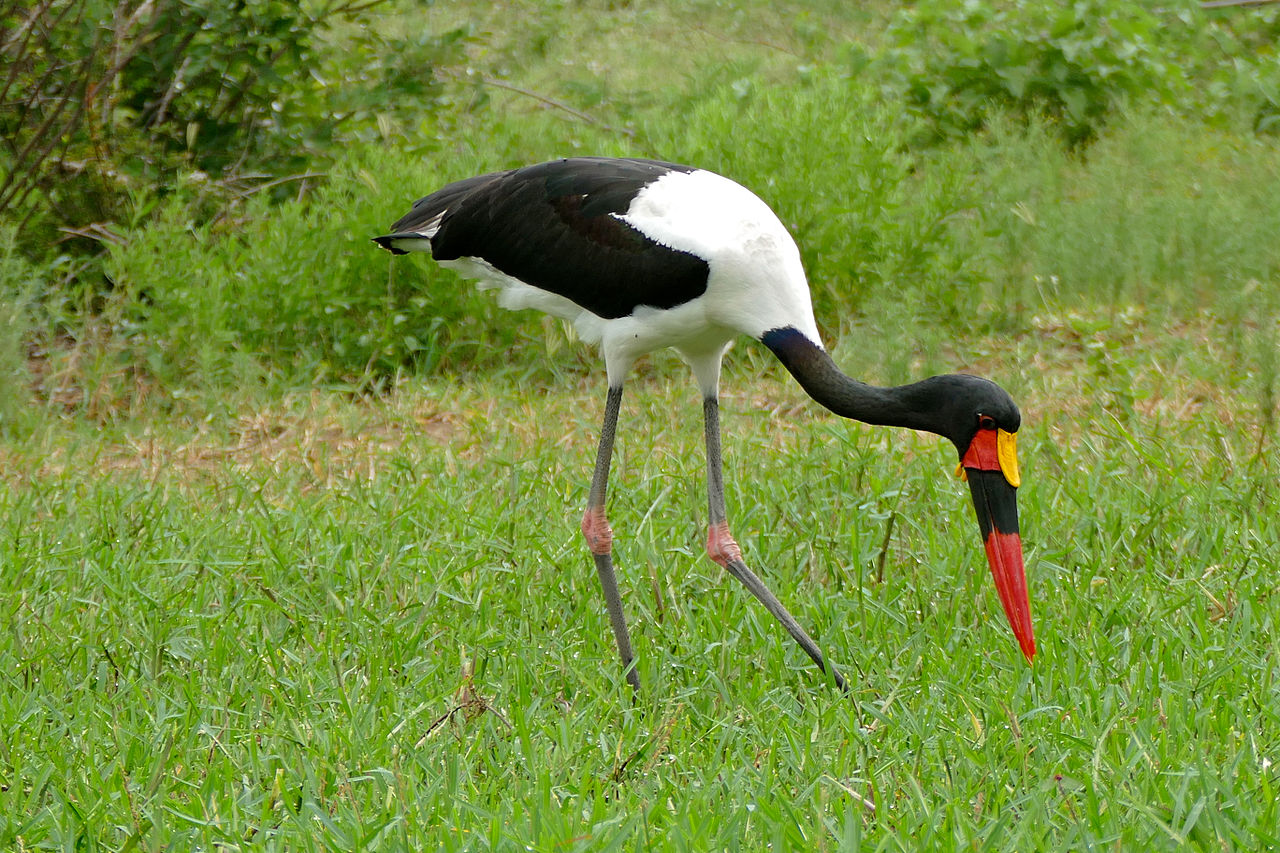 Barza Jabirul african (Ephippiorhynchus senegalensis), vezi una dintre cele mai frumoase berze