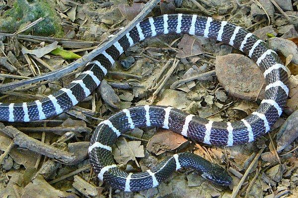 Bungarus multicinctus, Foto: familie-hauffe.de