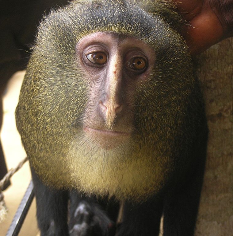 Cercopithecus lamamiensis