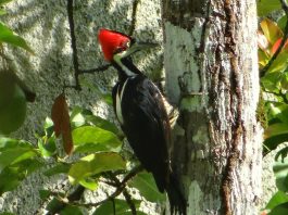 Ciocănitoarea-de-fildeș (Campephilus principalis) este în pericol de dispariție