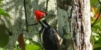 Ciocănitoarea-de-fildeș (Campephilus principalis) este în pericol de dispariție