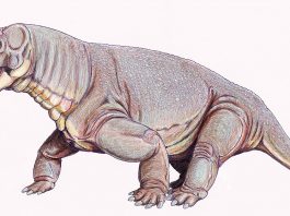 Estemmenosuchus, șopârla pașnică cu aspect de monstru