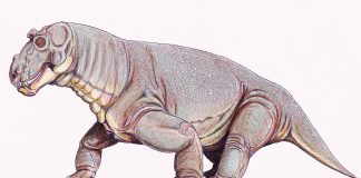 Estemmenosuchus, șopârla pașnică cu aspect de monstru