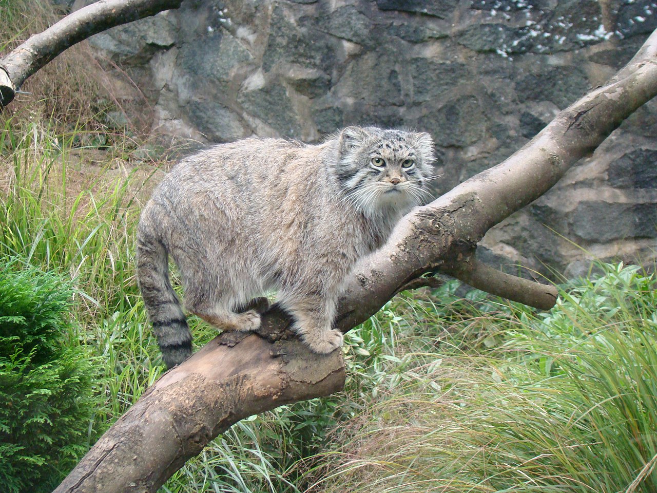 Felis manul