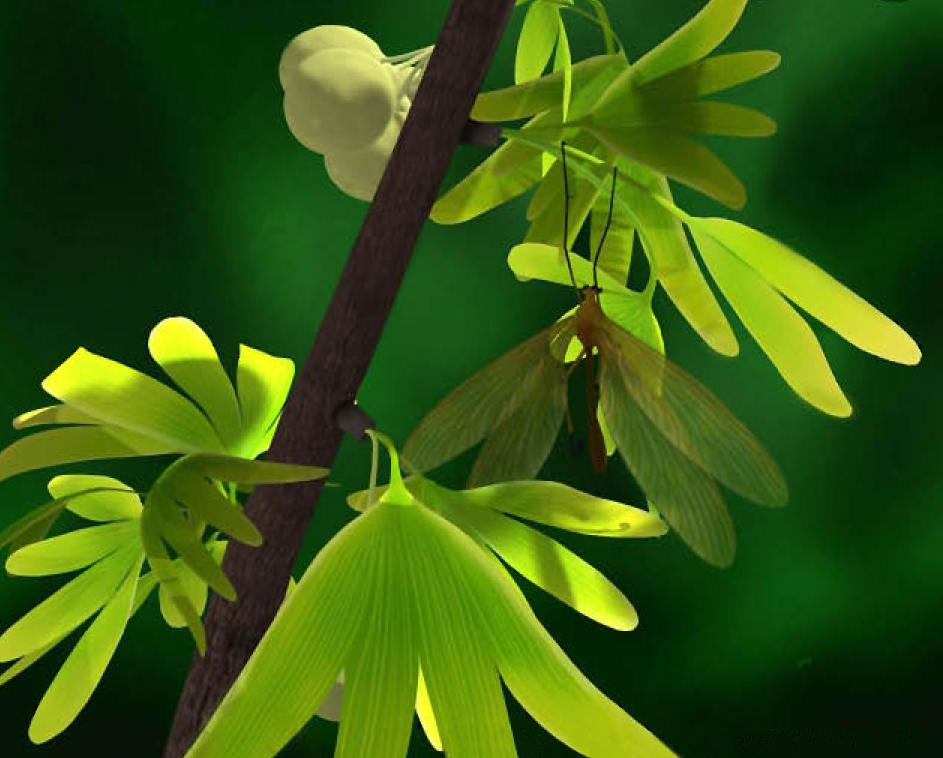 Juracimbrophlebia ginkgofolia