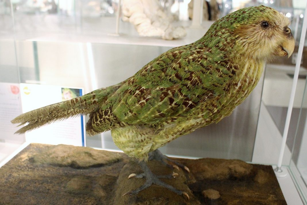 Kakapo sau bufnița-papagal (Strigops habroptilus), cel mai mare papagal din lume Kakapo sau bufnița-papagal (Strigops habroptilus), cel mai mare papagal din lume