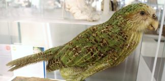 Kakapo sau bufnița-papagal (Strigops habroptilus), cel mai mare papagal din lume