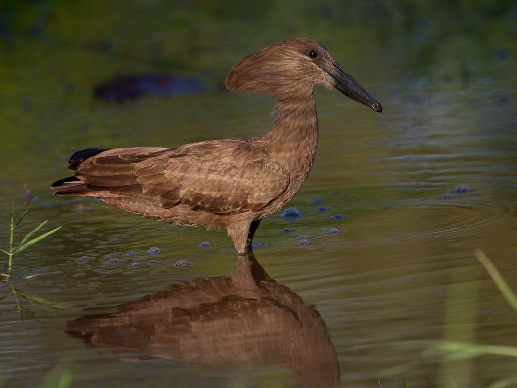 Pasărea-fantomă (Scopus umbretta), o specie din Insula Madagascar