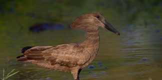 Pasărea-fantomă (Scopus umbretta), o specie din Insula Madagascar