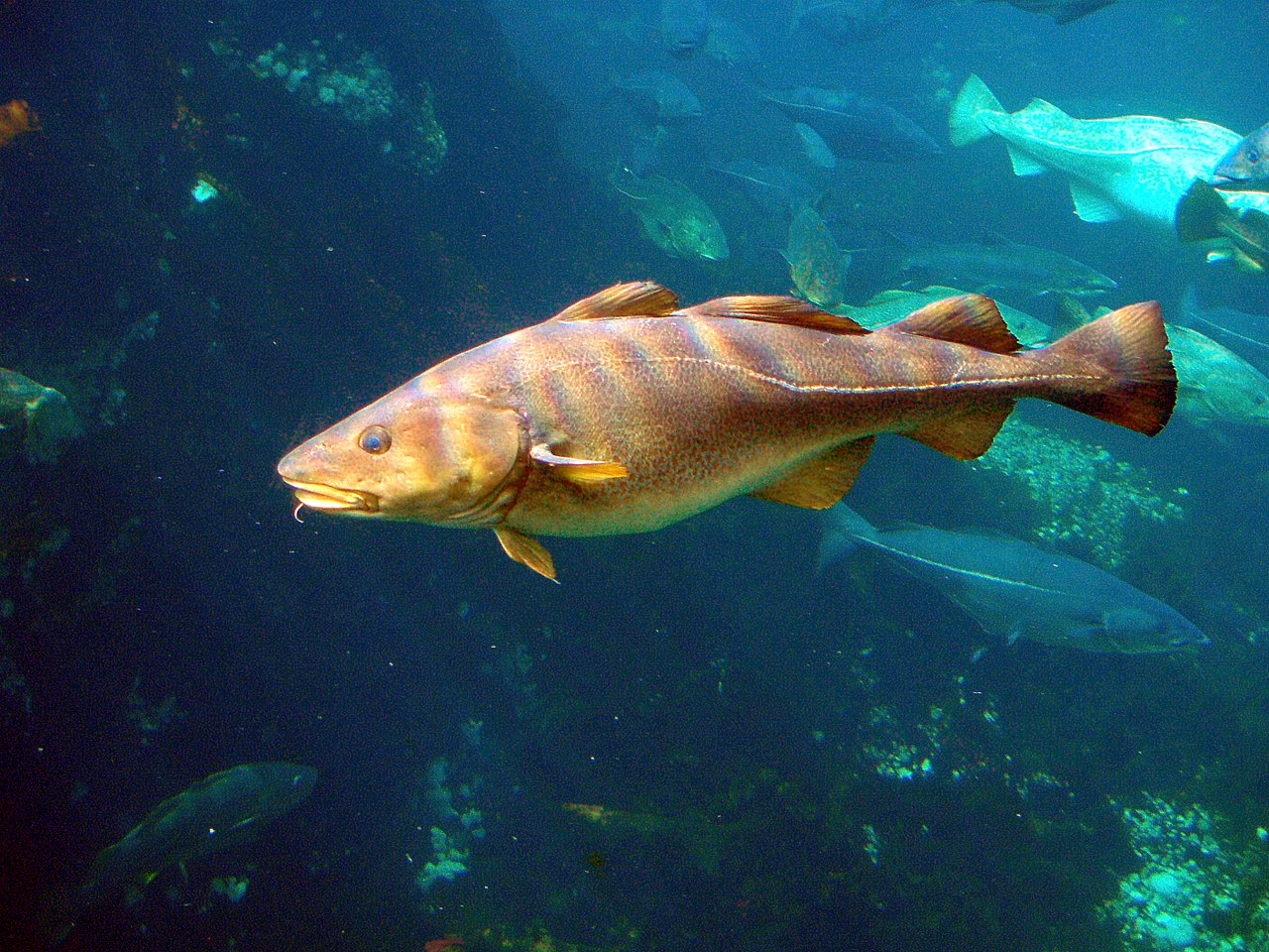 Pești osoși – Codul de Atlantic (Gadus morhua)