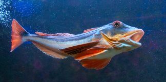 Peștele Chelidonichthys lucerna sau rândunica de mare