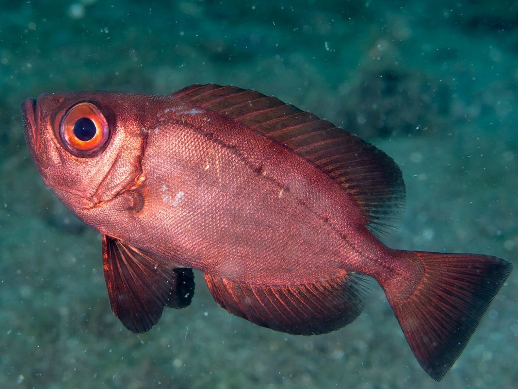Peștele heteropriacanthus cruentatus înoată printre recifele de corali Peștele heteropriacanthus cruentatus înoată printre recifele de corali
