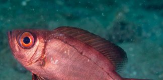 Peștele heteropriacanthus cruentatus înoată printre recifele de corali