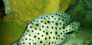 Peștele-panteră (Cromileptes altivelis), pește de pradă din arealul Indo-Pacific