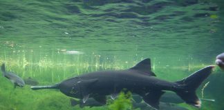 Peștele-spadă american (Polyodon spathula) numit năvodul de plancton din Mississippi