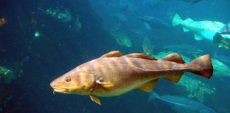 Pești osoși – Codul de Atlantic (Gadus morhua)