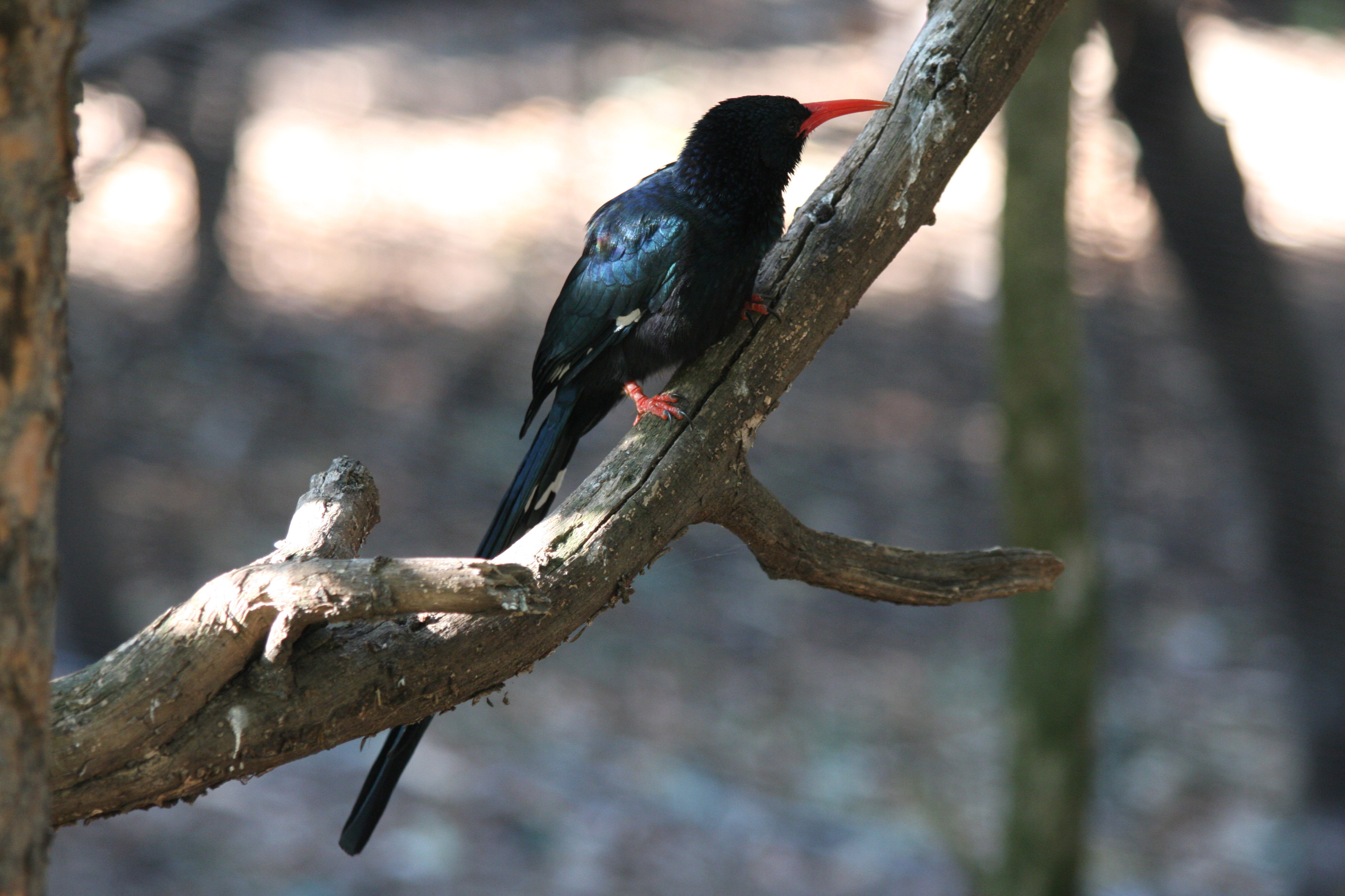 Phoeniculus damarensis, Foto: avise-birds.bio.uci.edu