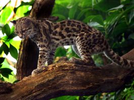 Pisica Margay (Leopardus wiedii), animal de pradă înrudit cu ocelotul