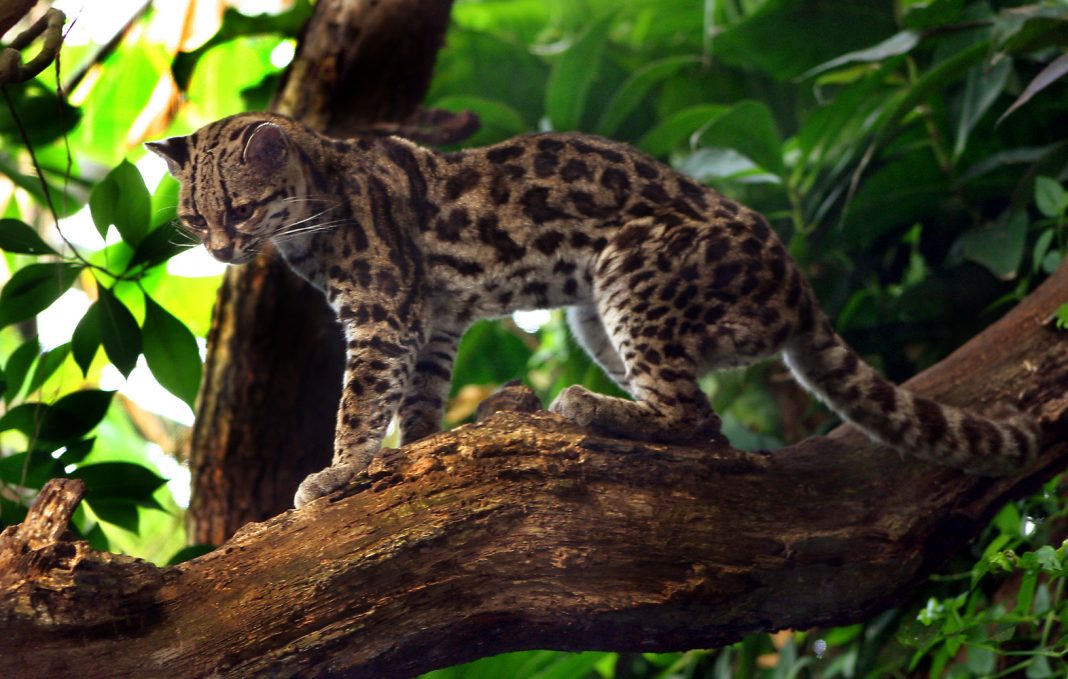 Pisica Margay (Leopardus wiedii), animal de pradă înrudit cu ocelotul Pisica Margay (Leopardus wiedii), animal de pradă înrudit cu ocelotul