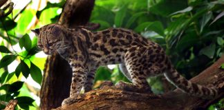 Pisica Margay (Leopardus wiedii), animal de pradă înrudit cu ocelotul