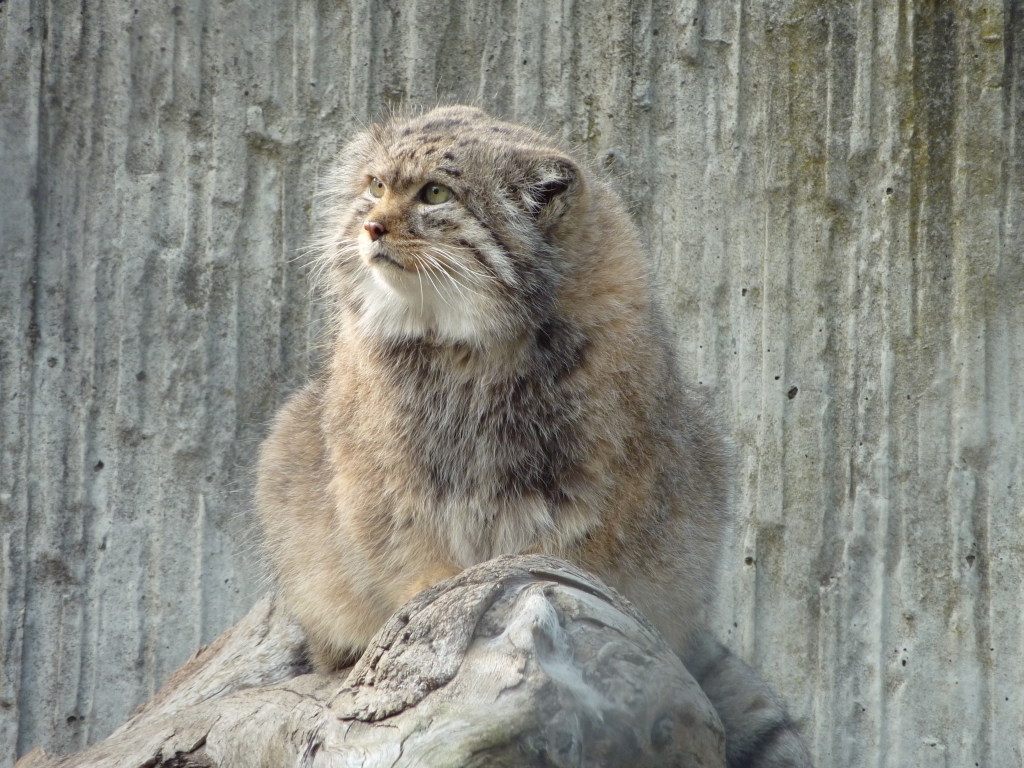 Pisica manul (Felis manul) este o specie rară din Asia Centrală