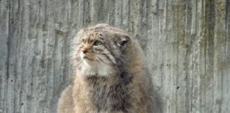 Pisica manul (Felis manul) este o specie rară din Asia Centrală