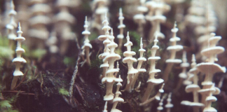 O specie ciudata de ciuperci descoperita in Noua Caledonie Podoserpula Miranda