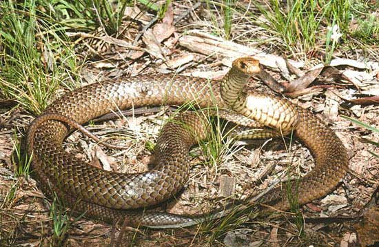Pseudonaja textilis, Foto: sportsmancreek.org