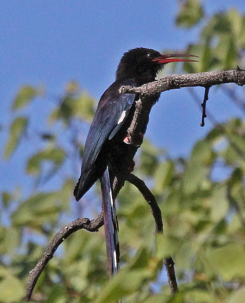 Phoeniculus damarensis