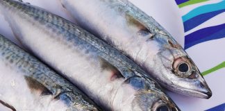 Scrumbia albastră (Scomber scombrus), pește osos din Marea Neagră