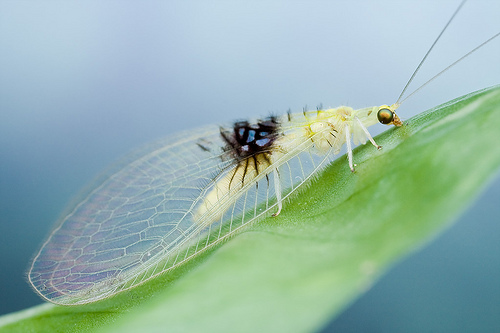 Insecta Semachrysa jade, Foto: orionmystery.blogspot.com 